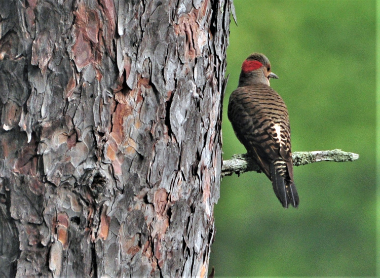 bird on feeder